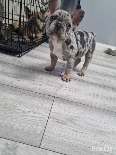 French Bulldogs Frenchies