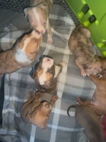 Standard American Bully Pups Ready In 2 Weeks ☄️?