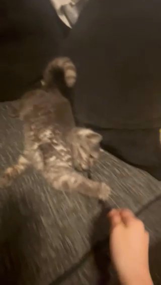 Black Smoke Male British shorthair