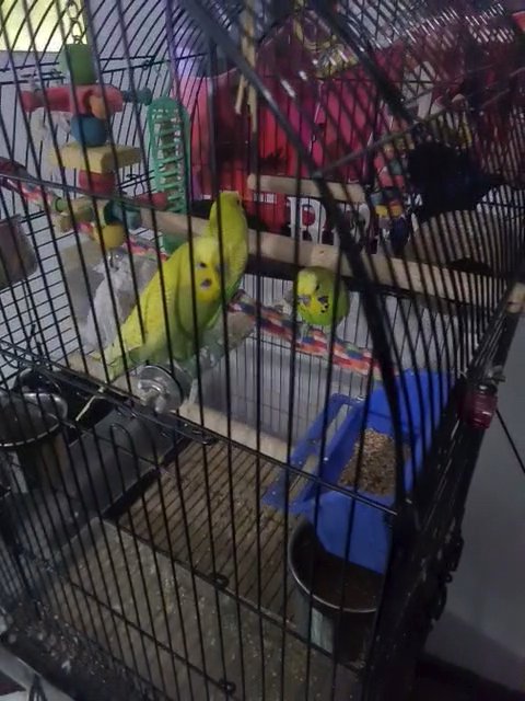 3 male budgies for sale