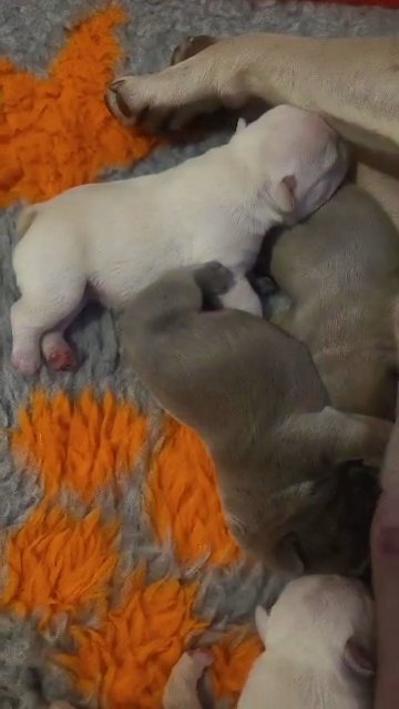 French bulldog puppies