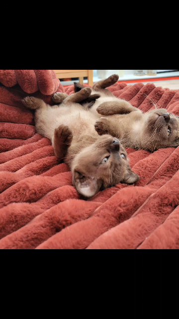 2 siblings - Pedigree, Registered,Vet checked,  microchipped Burmese