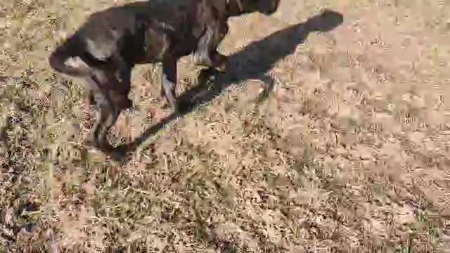 mastiff pups 2 males left