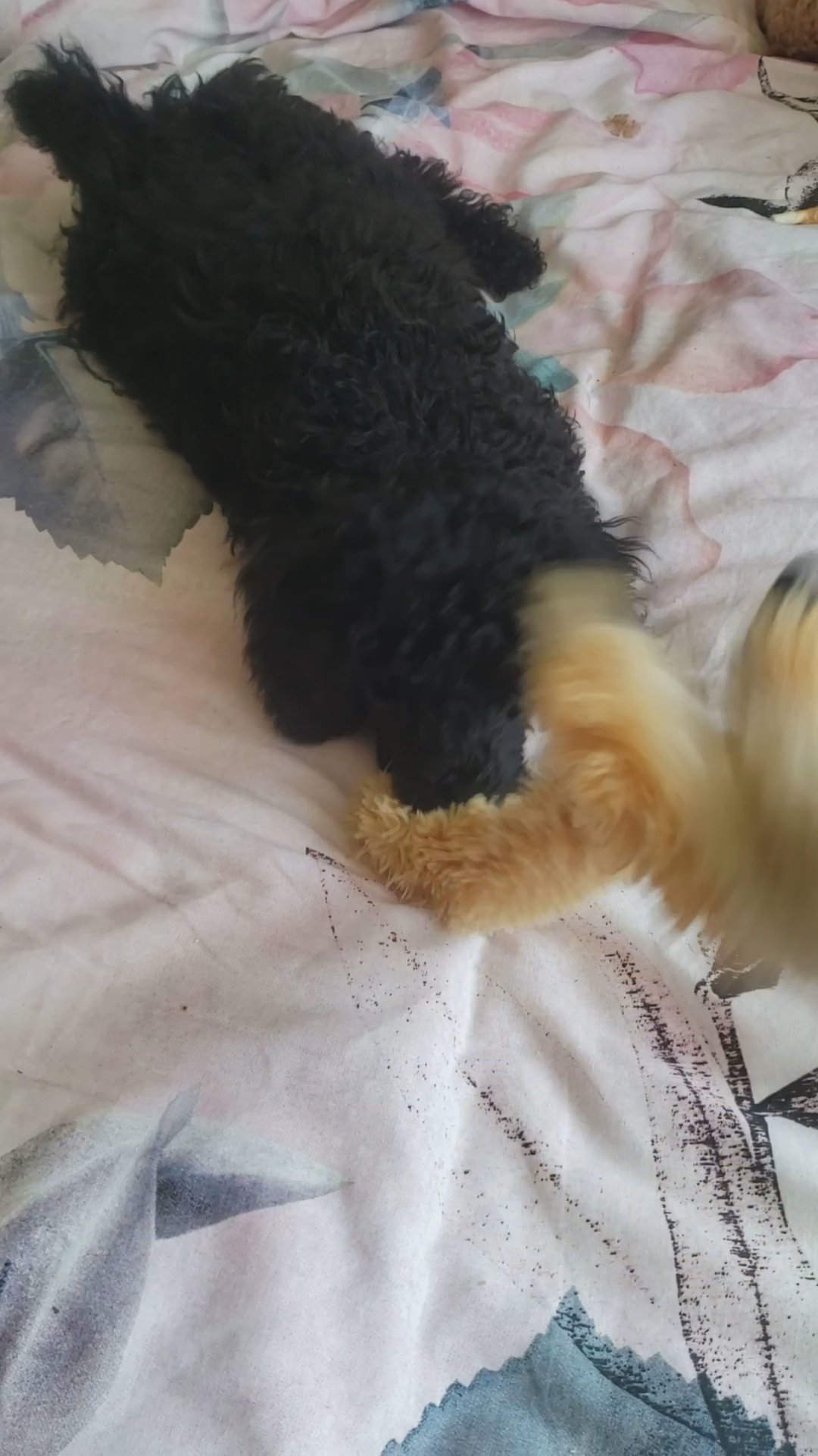 miniature poodle