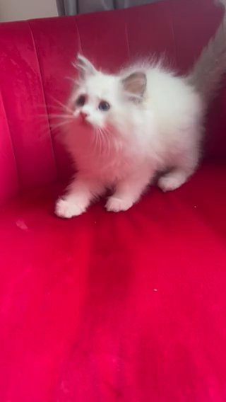 Ready Now! TICA EU Cute Blue Bi Ragdoll Boy Kitten