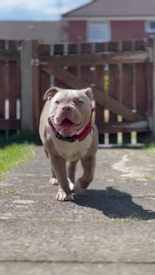 Pocket Bullys Available