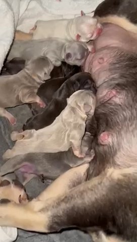 **Quality French Bulldog Puppies for Sale!**