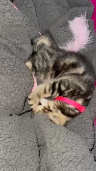 8 weeks and 5 days old kitten