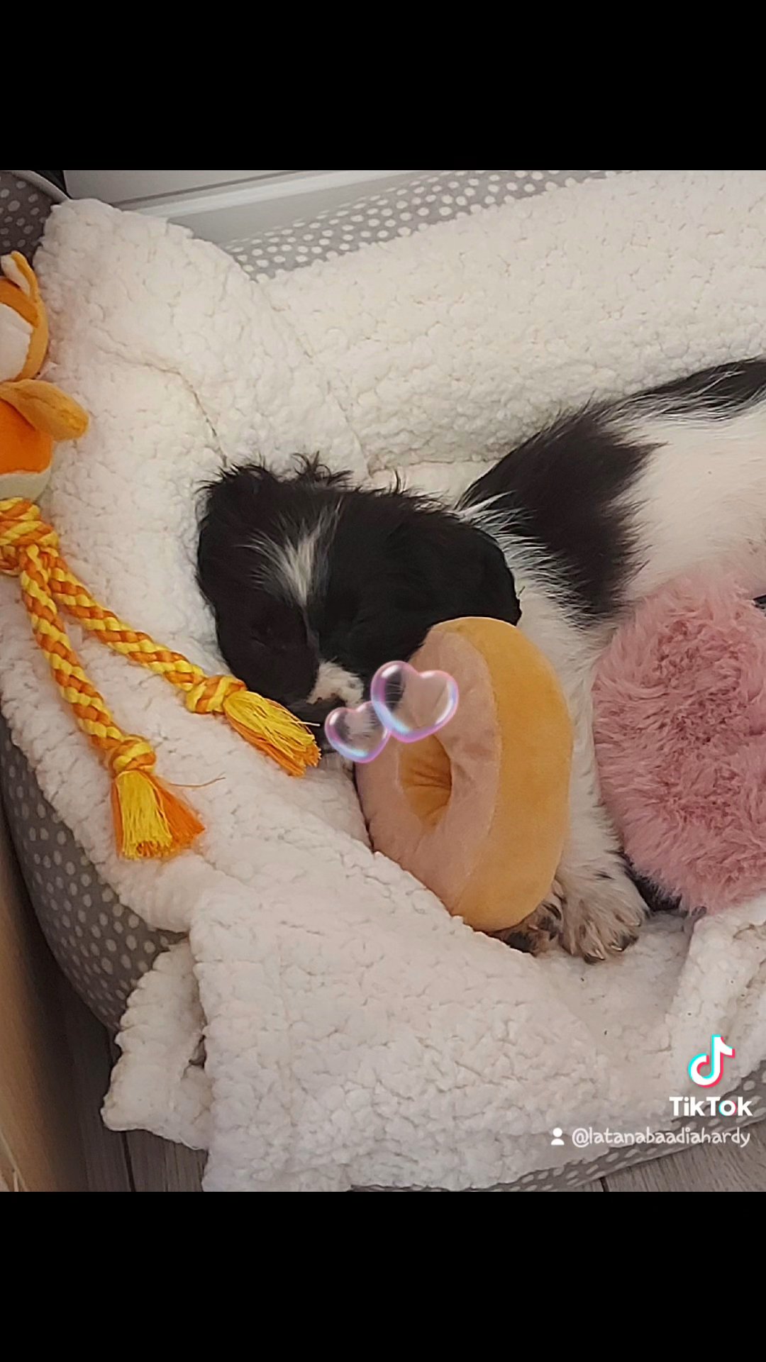 shih tzu cocker spaniel