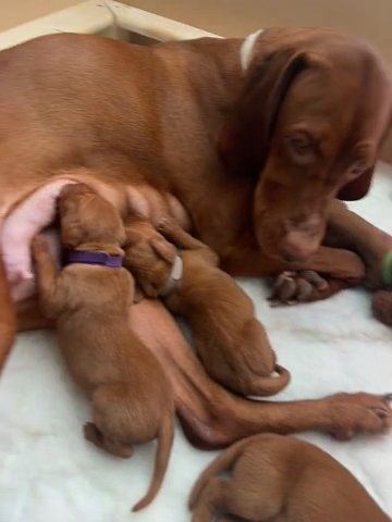 Hungarian Vizsla