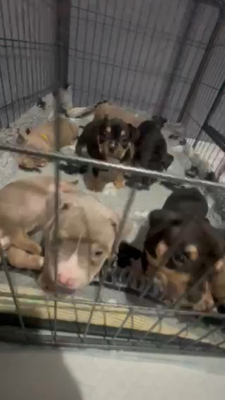 Pocket Bullys Full TRIS
