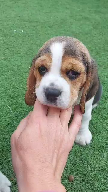 Beagle puppies pure breed
