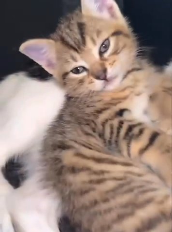 British Shorthair Cross Bengal?