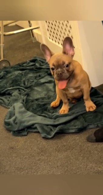 male puppy DWKC french bulldog