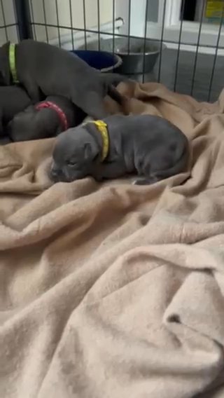blue staff puppy’s for sale