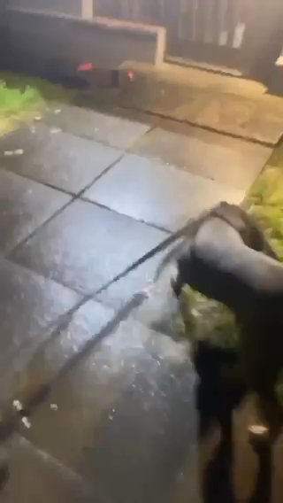 Cane Corsa