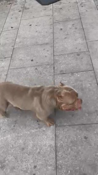 Micro Bully Stud.  Ghost
