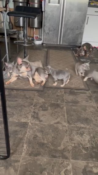 French Bulldogs REDUCED!!!