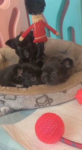 2 Female Fluffy Frenchies