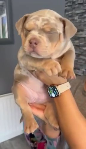 POCKET bullys