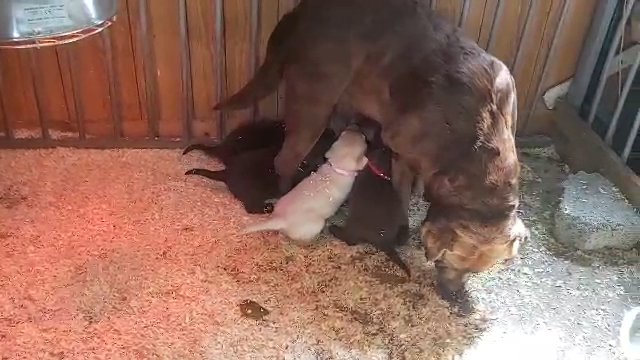 lovely chunky Labeador puppies