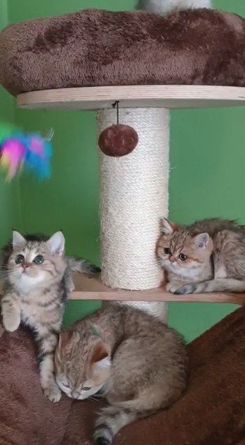 ?Very Special Cuddly Kittens