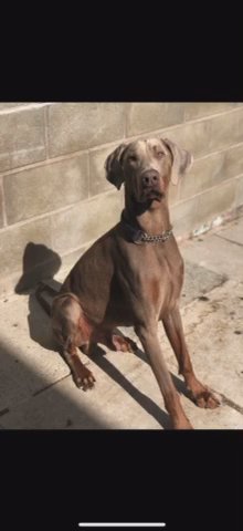 Isabella Doberman for STUD (health tested & hip and elbow scored)