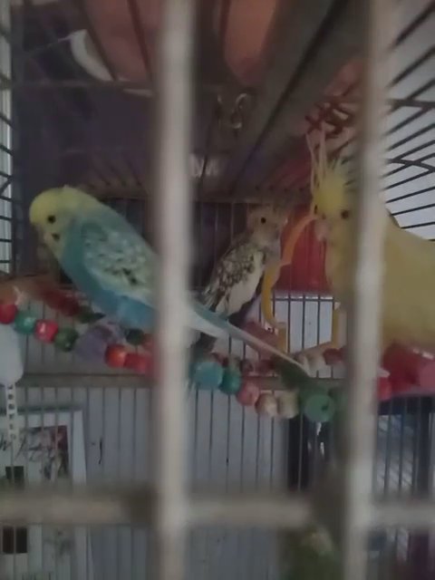 2 cockatiels(both boys) and 1 budgie(girl)