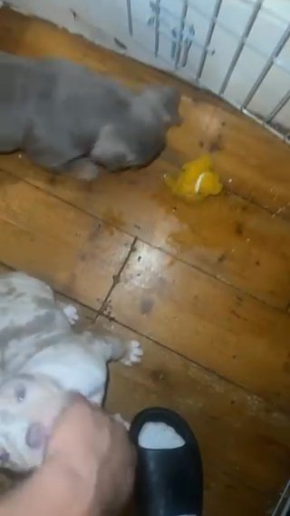 Top Tier Registered Bullies