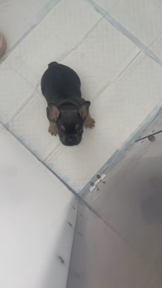 Blue & Tan Top Quality French Bulldog