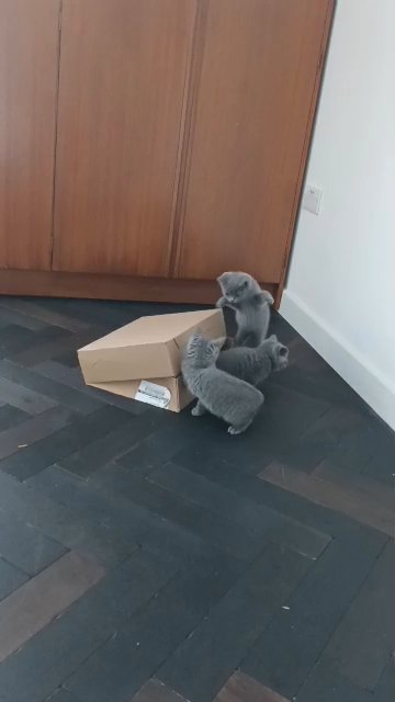 Pure British Shorthair kittens, ready!