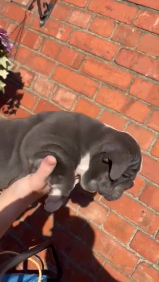 Blue & White English Bulldog Female