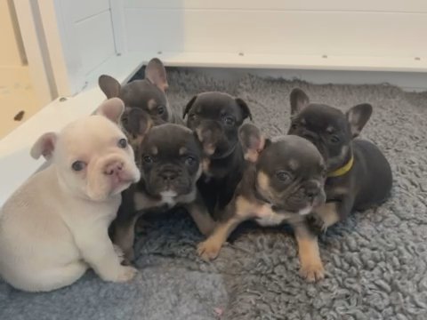 French Bulldog Puppies