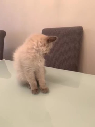 ??Ragdoll kitten?