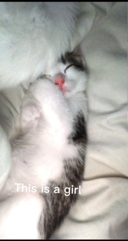 kittens