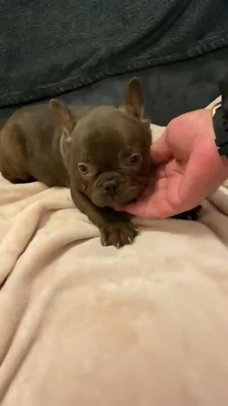 french bulldog boy . chocolate frenchie