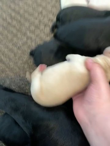 Outstanding labrador puppies