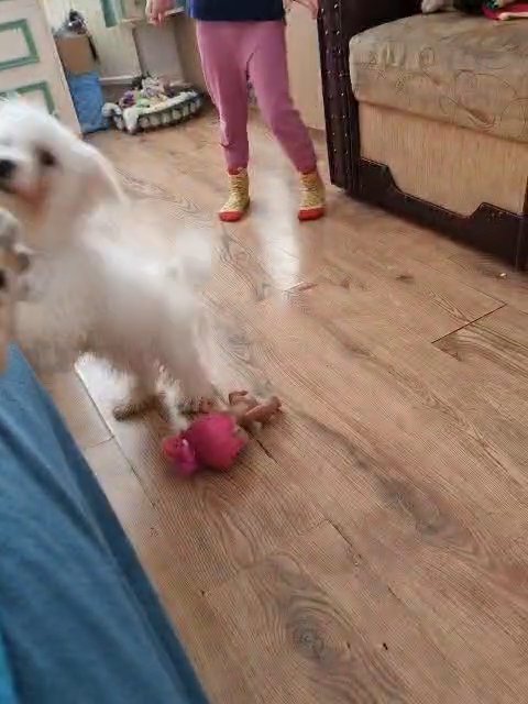 bichon boy