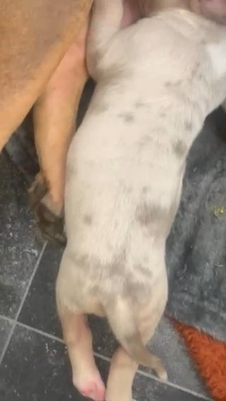 American Bully Cheap £200