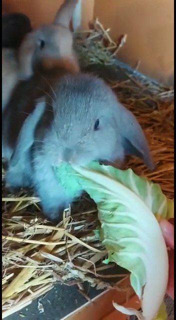 mini lops for sale