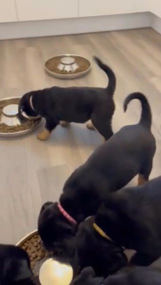 Rottweiler Pups