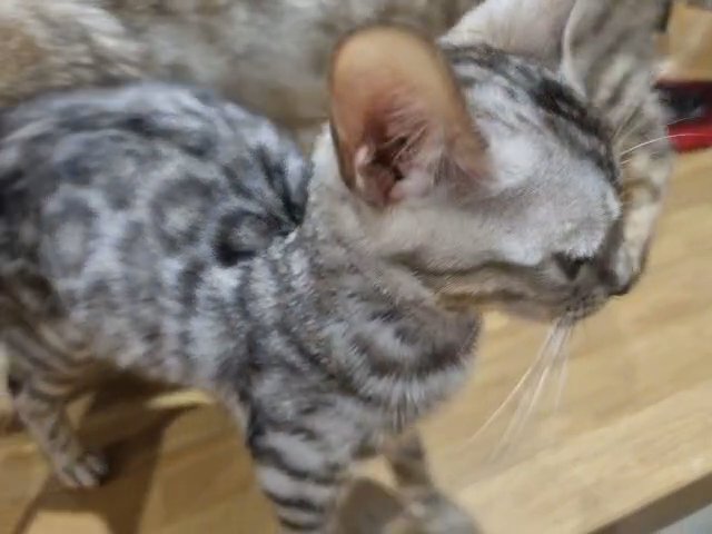 Pure pedigree TICA registered, Health screened kitten