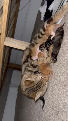 Fluffy Bengal kittens for sale