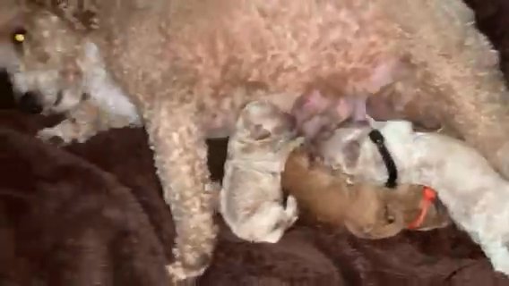 4 beautiful toy poodles