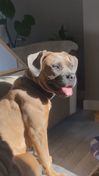Cane Corso
