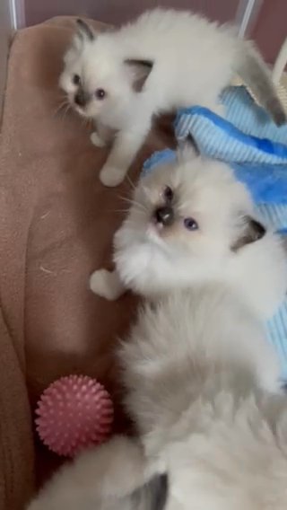 Stunning Ragdoll Kittens