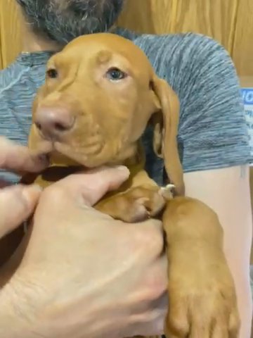 KC reg Imp Blood Line puppies