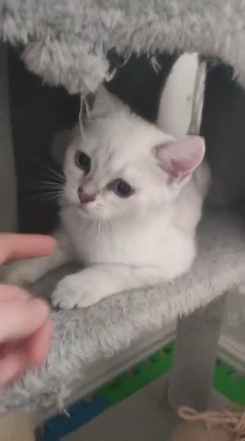 3kitten sale