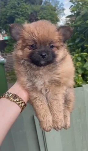 Pomeranian puppies