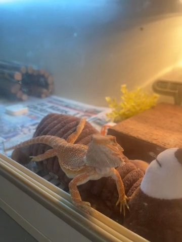 5 Month Old Bearded Dragon Hypo Translucent For Sale